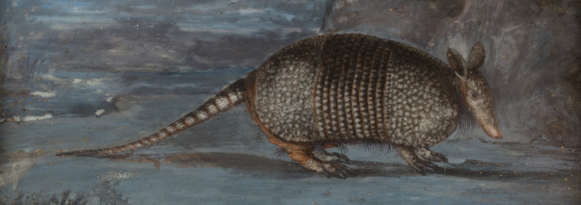 An early George III miniature watercolour on ivory depicting an armadillo