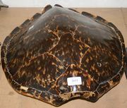 A turtle shell, length approx 54cm (minor faults and repairs).