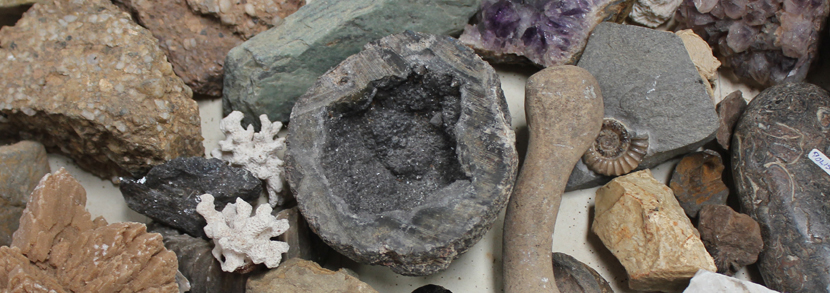 A collection of various fossil and mineral specimens, including various ammonites and Sussex marble.