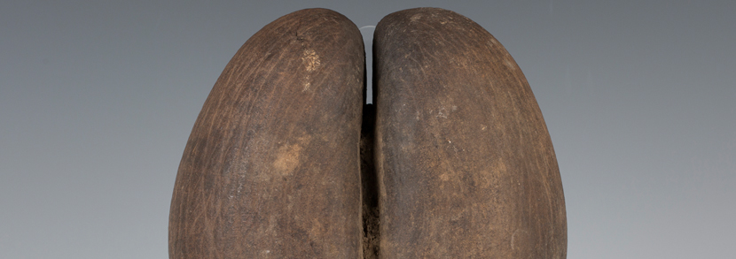 A mid-20th century coco-de-mer nut