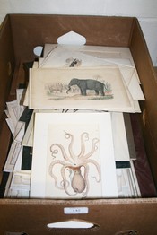 LOT 142