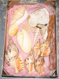 LOT 2729