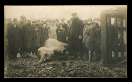 LOT 3152