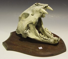 LOT 2668