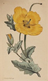 LOT 3216