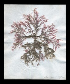 LOT 3222