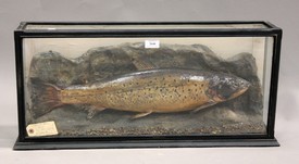 LOT 2646