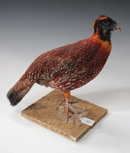 LOT 2718