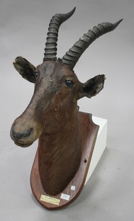 LOT 2723