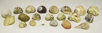 LOT 798