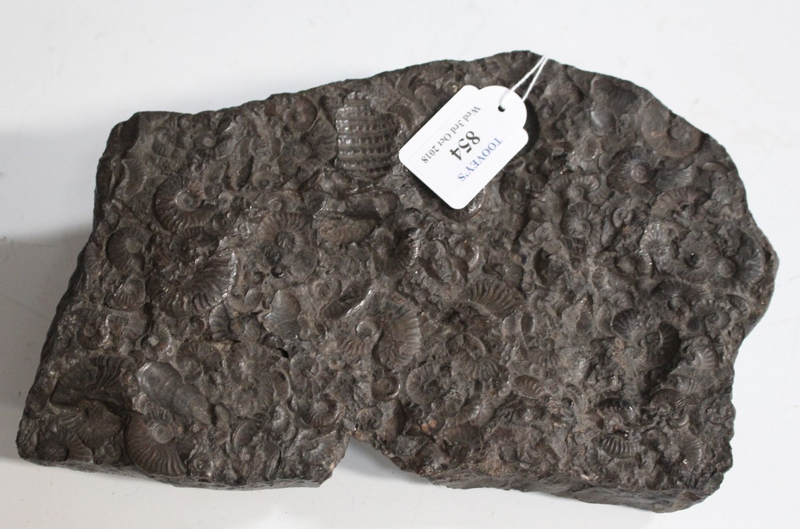 LOT 854