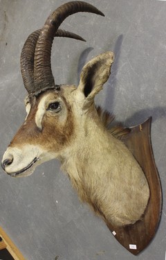 LOT 2646