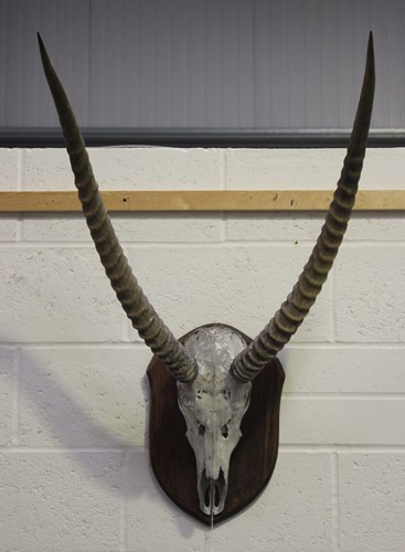 LOT 2680