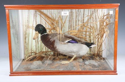 LOT 2564