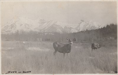 LOT 3163
