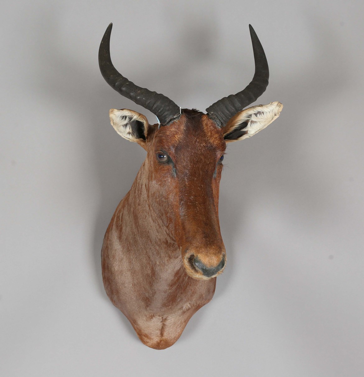 LOT 2624