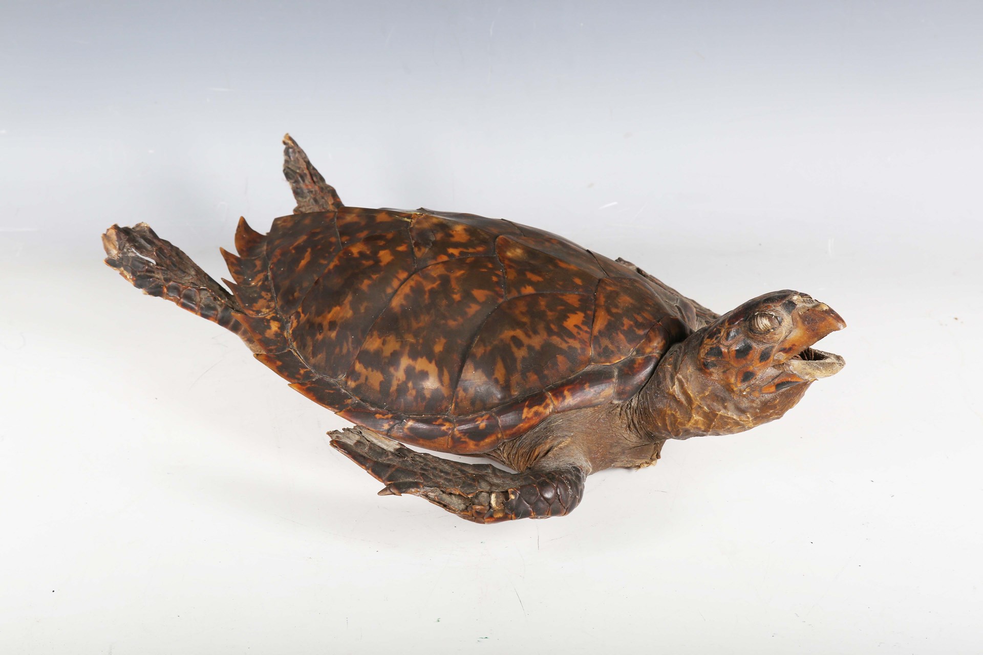LOT 2546