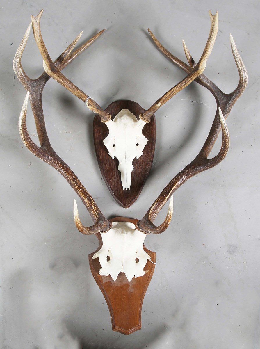 LOT 2645