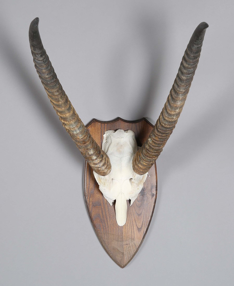 LOT 2648