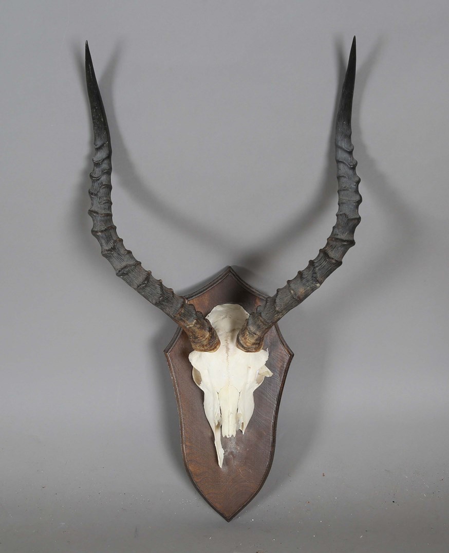 LOT 2649